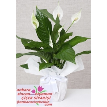 Sincan Çiçekçi ( ANKARA YENİ İŞ ) Hayırlı Olsun Çiçekleri